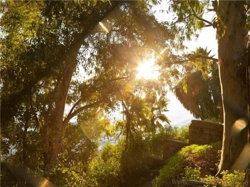 Sun light through the trees