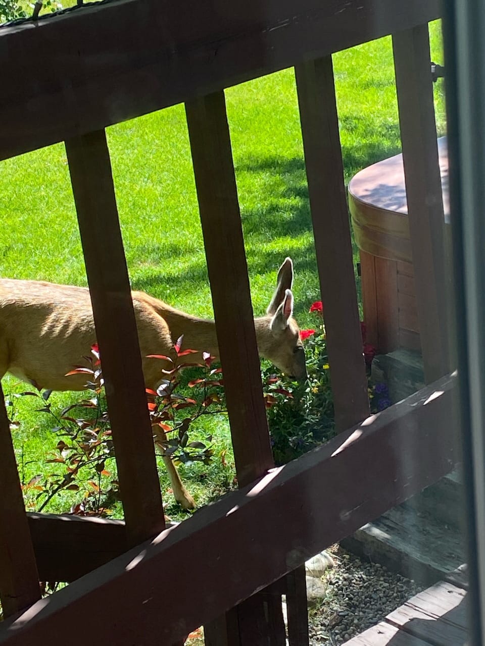 Visitor eating the flowers 