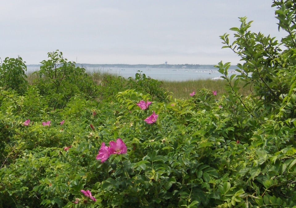 Again...not the view from the house...but at our public access point to beach