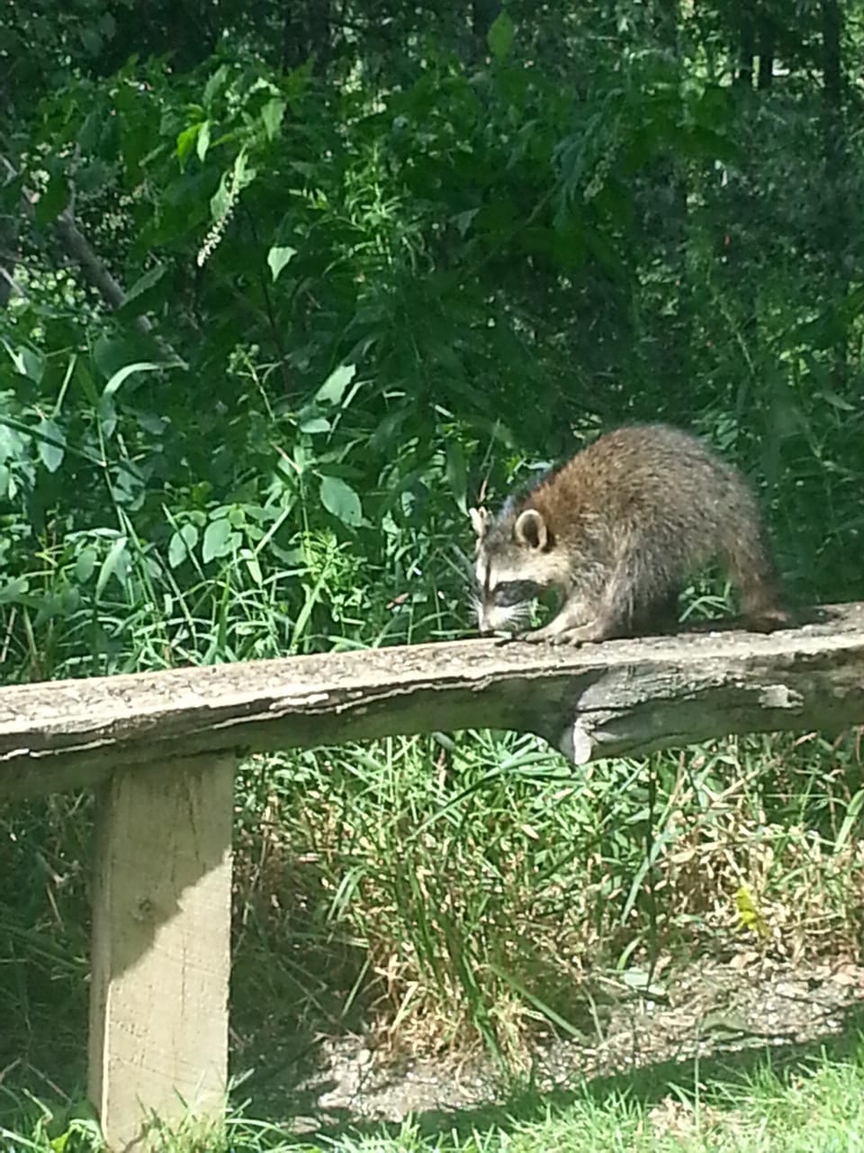 Sarrett Nature Center 10 minutes from Willow House