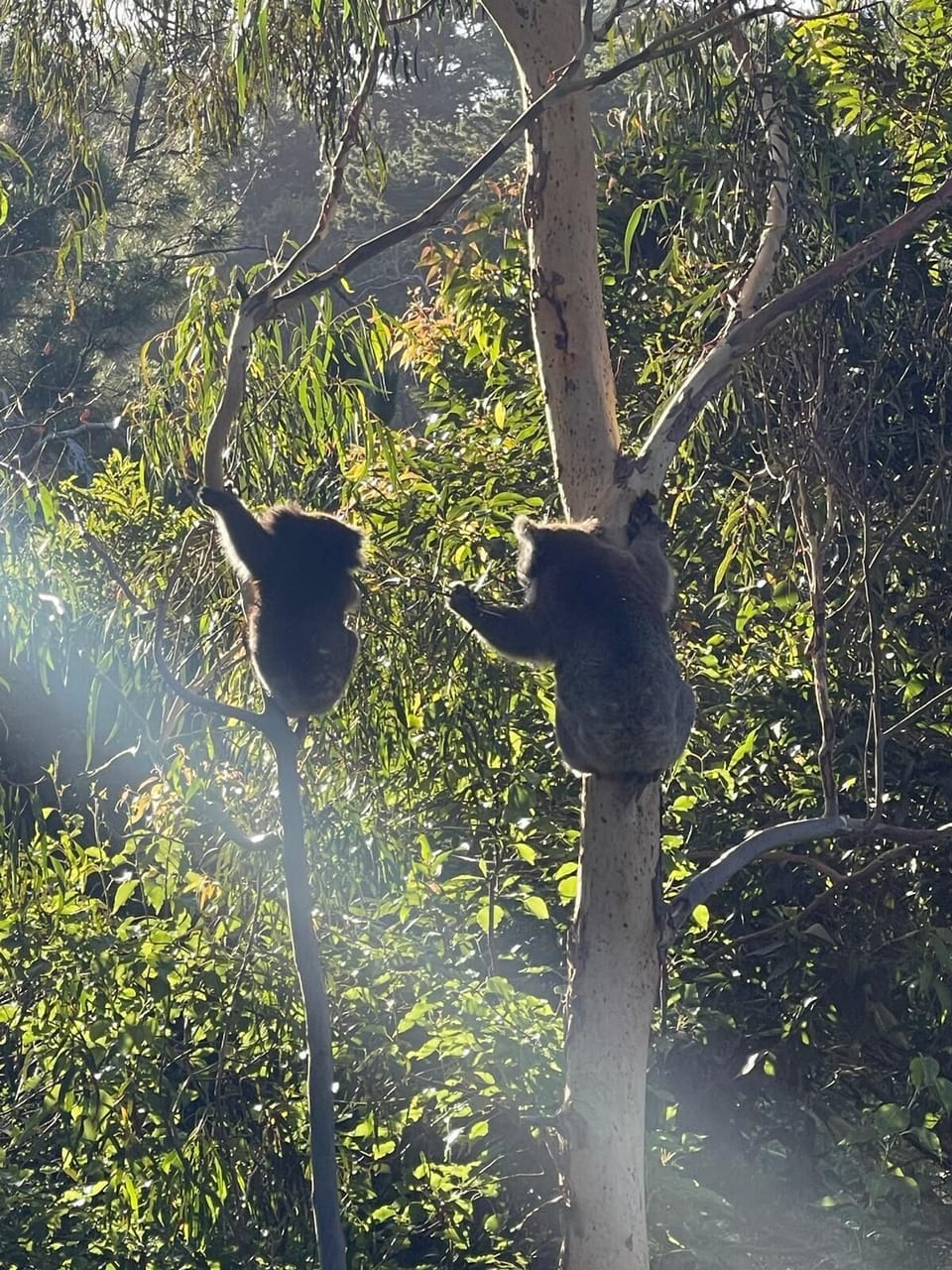 The magical wildlife viewing from the spa, day lounge or deck