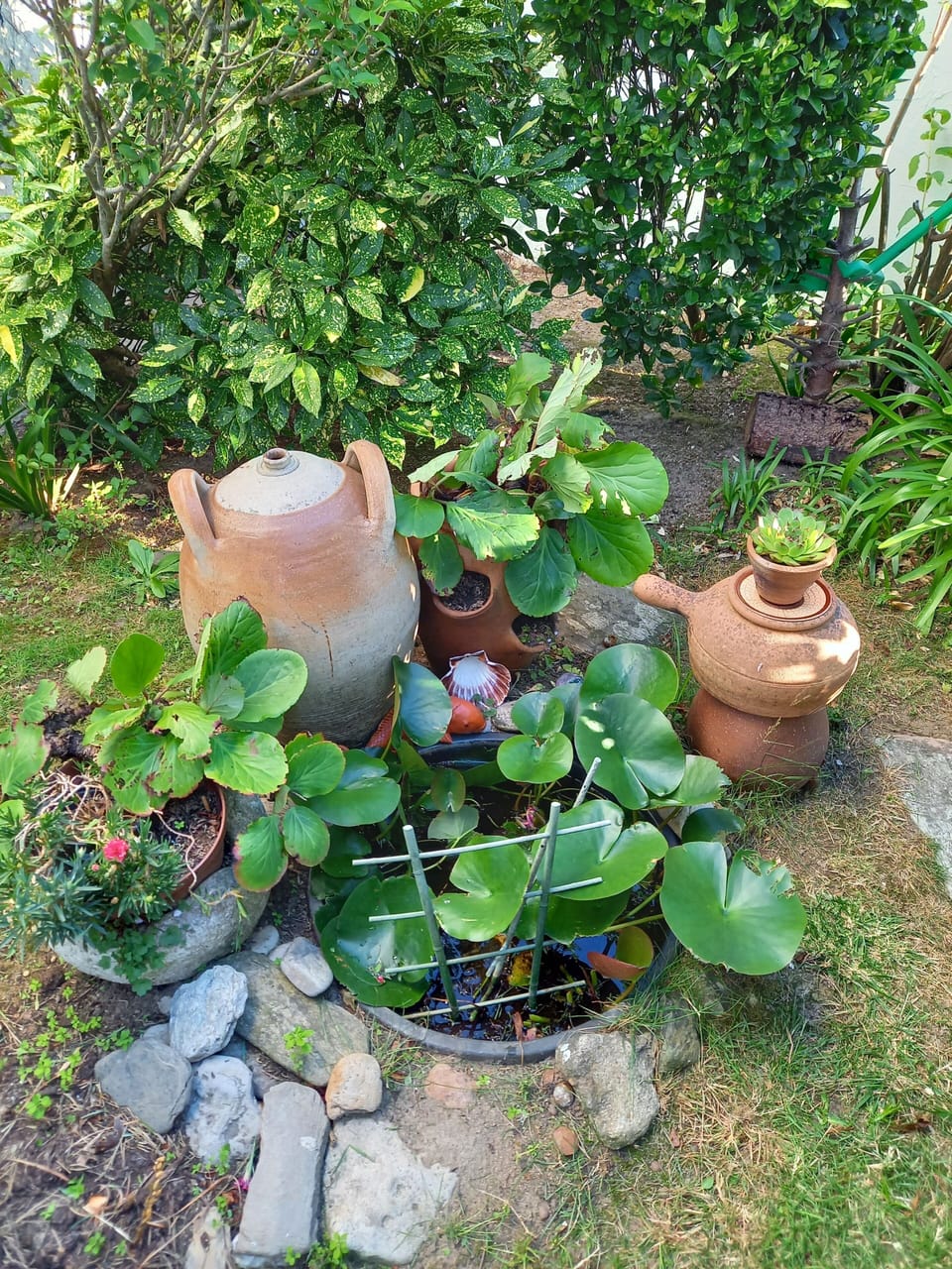 coin nénuphar
