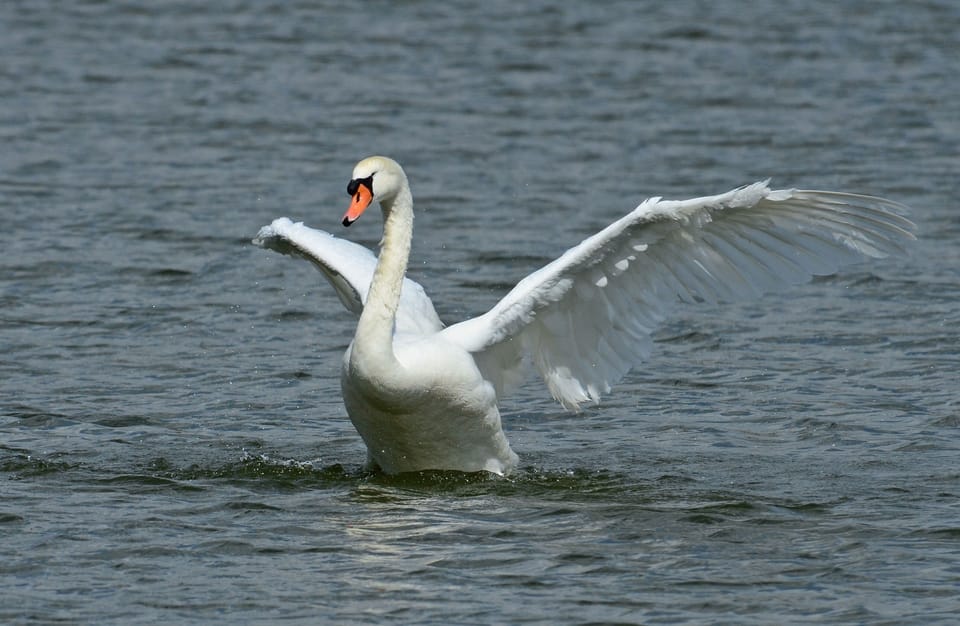 Amazing wildlife and healthy lake ecology due to professional lake management.