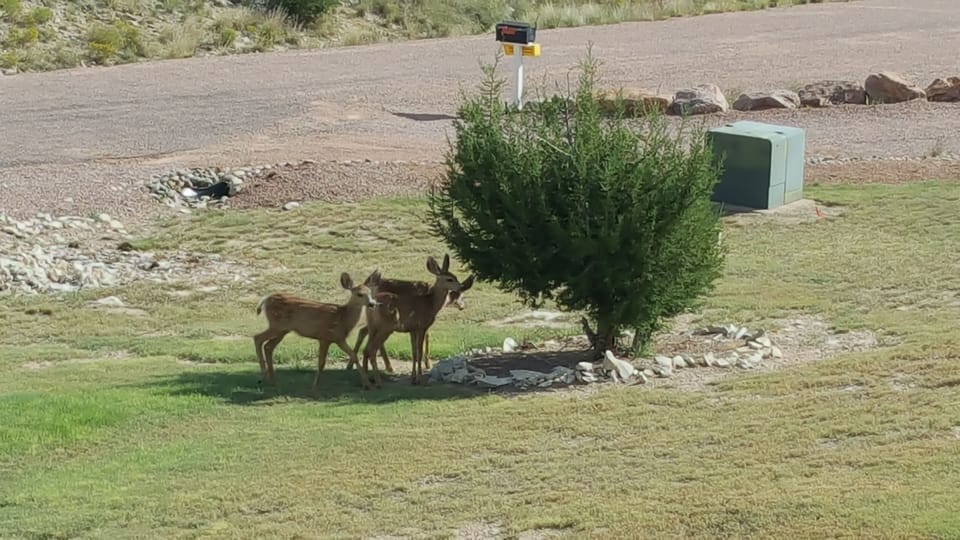 deer seen frequently nearby