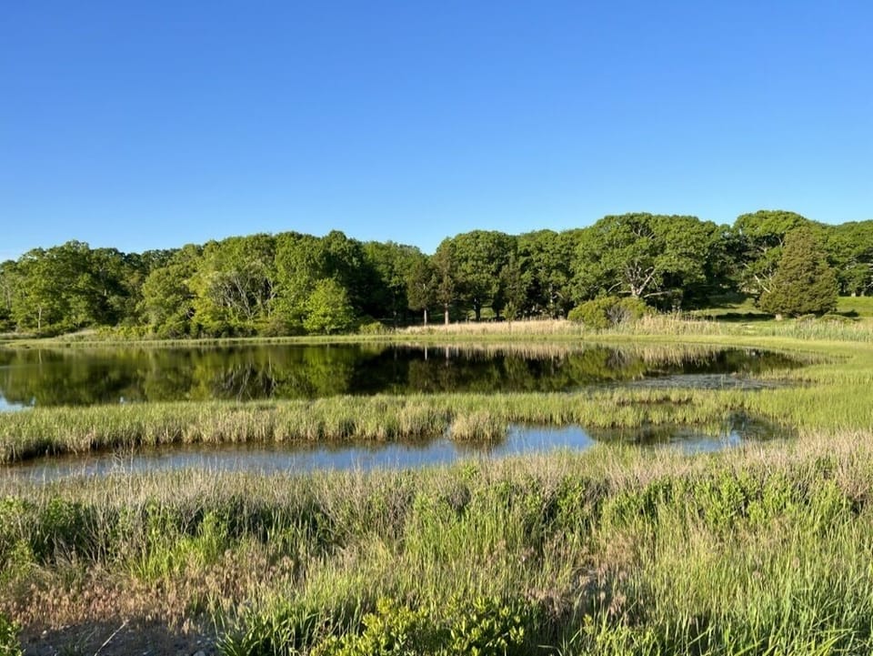 View of salt pond
