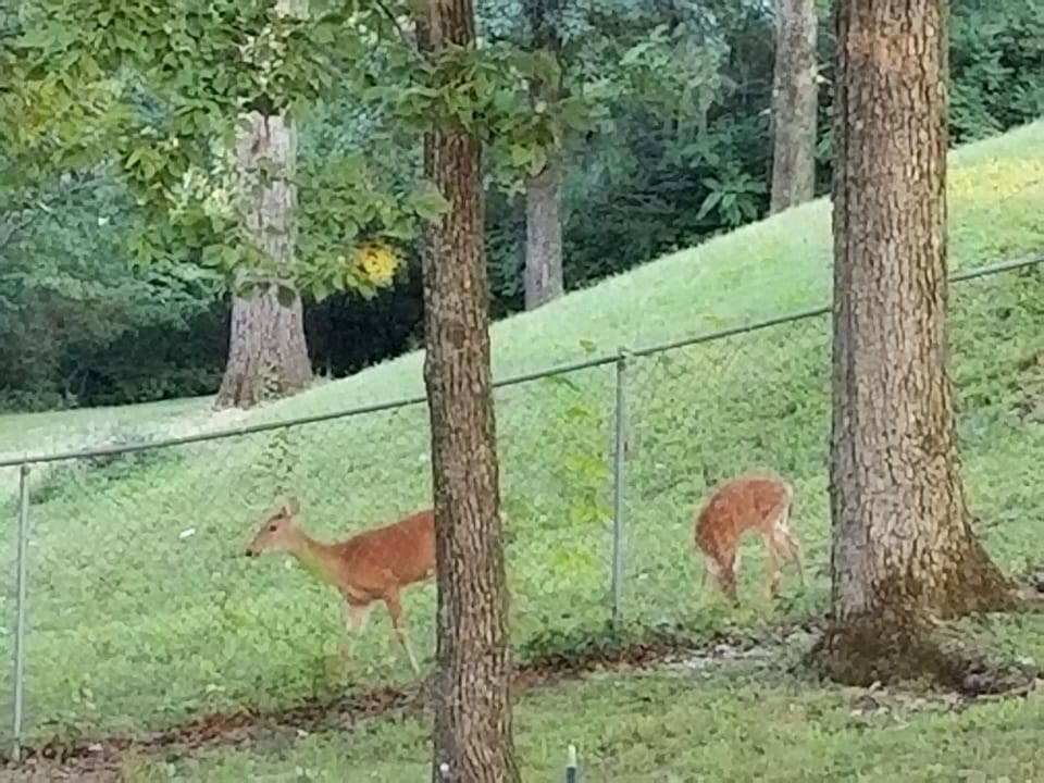 You might see deer in the early morning hours or at dusk. 