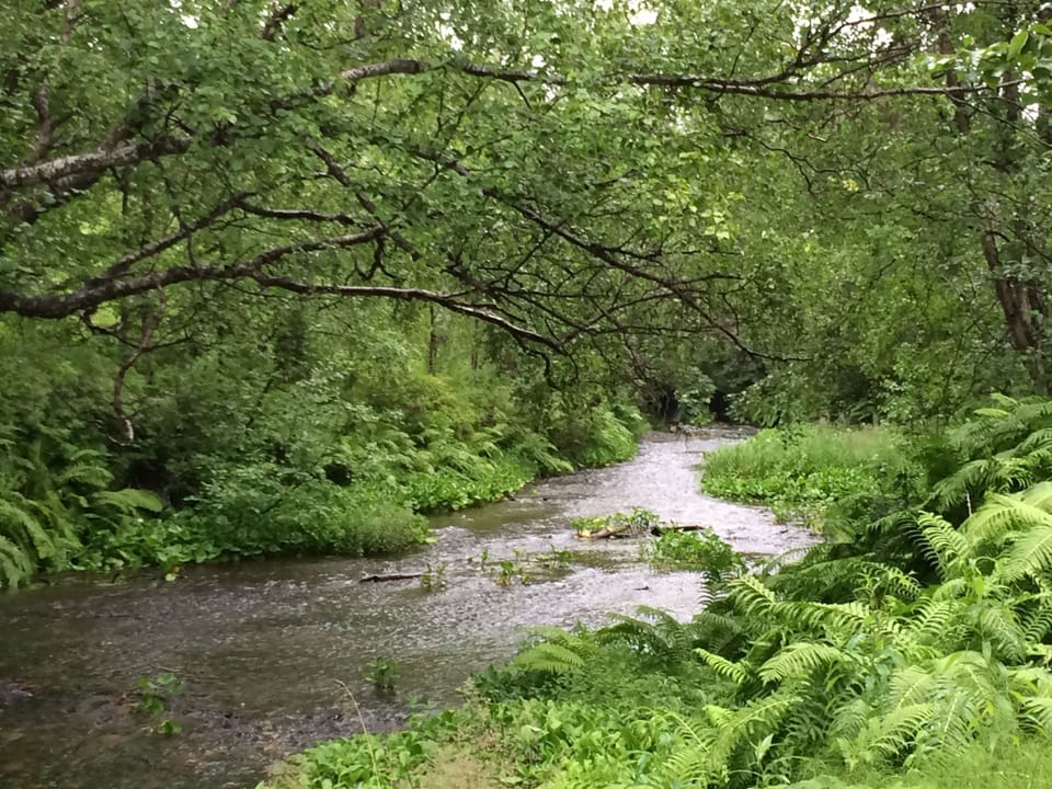 Cottonwood Creek