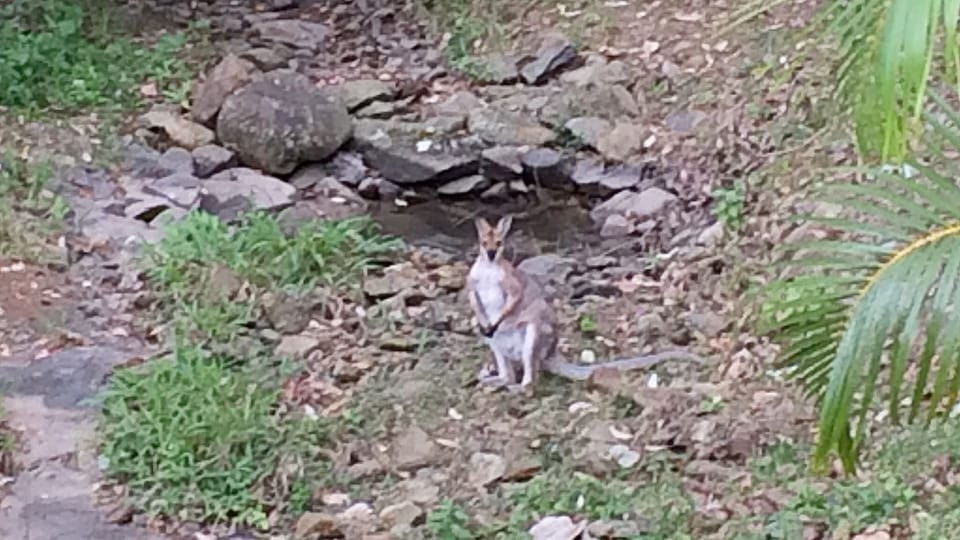 Native wildlife in garden