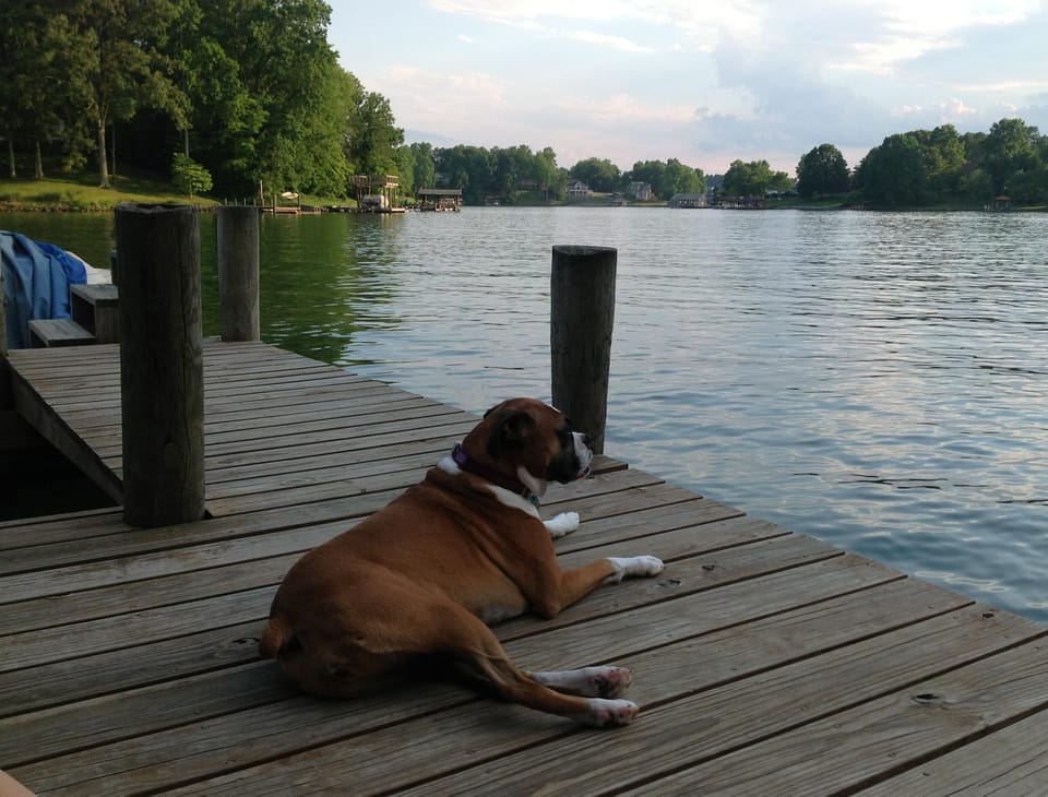 Bella enjoying her view