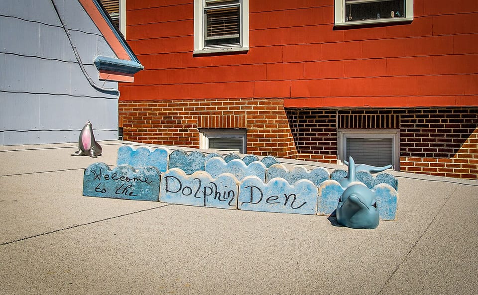 Dolphins to welcome you 