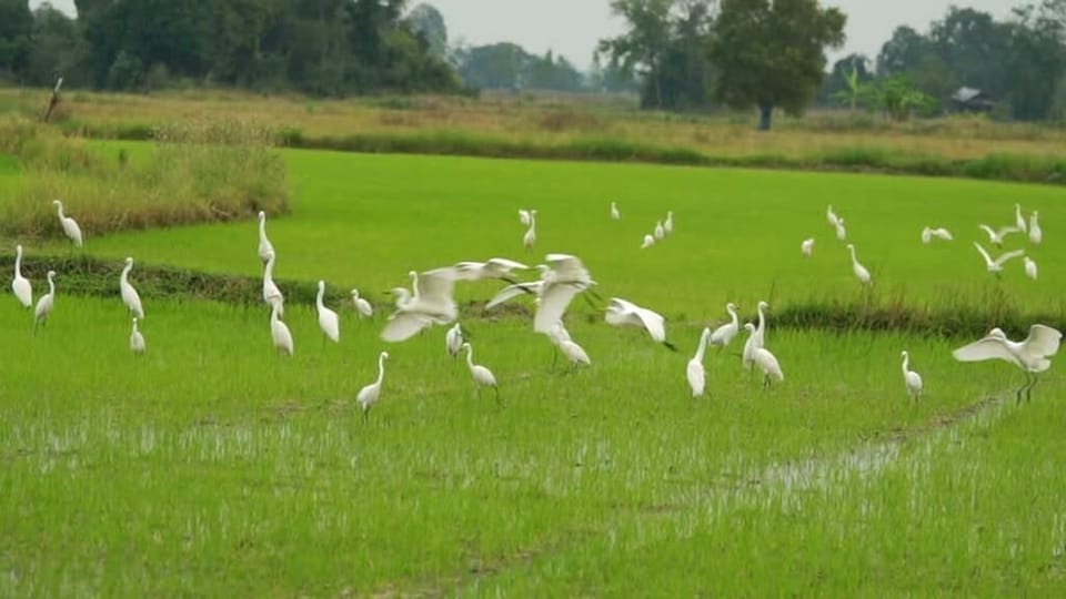 Villa with Rice Fields View