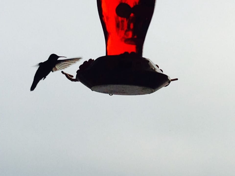 Hummingbird and Regular Bird Feeders on upper porch. 