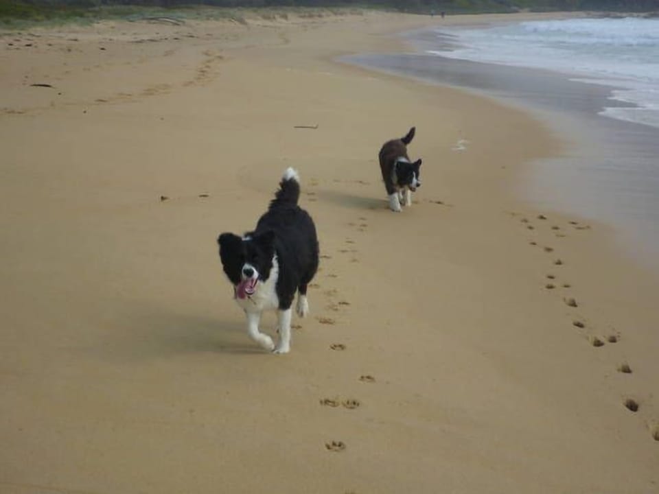 Local dog friendly beaches
