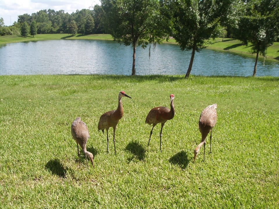 Enjoy watching some of the local Emerald Island visitors.