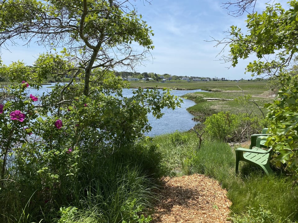 A path to the waters edge. Sit, relax amongst the trees