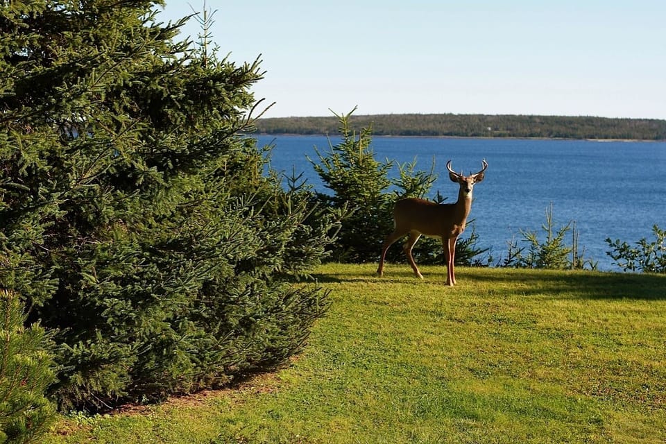 One of the locals.