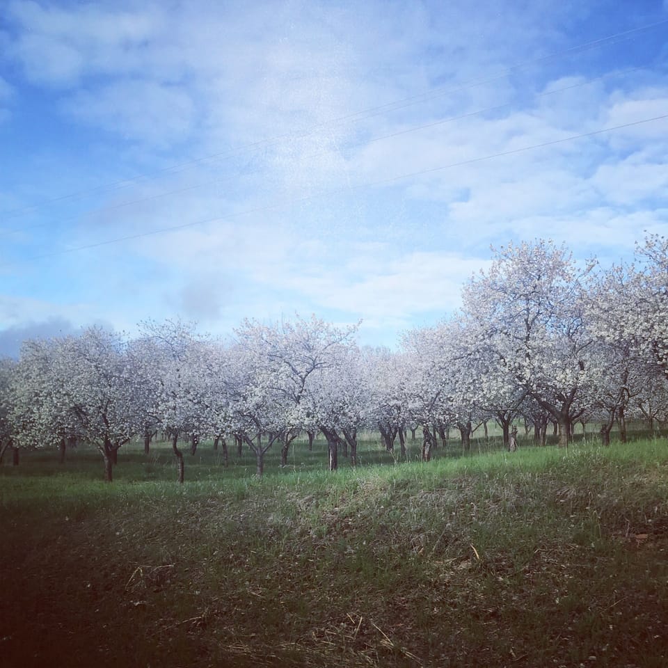 Fruit orchards everywhere!
