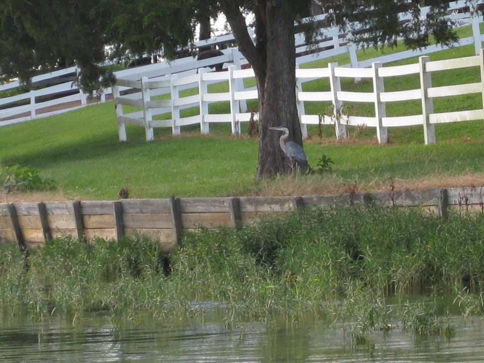 Wildlife on the lake.  Bald Eagles and hawks, too.