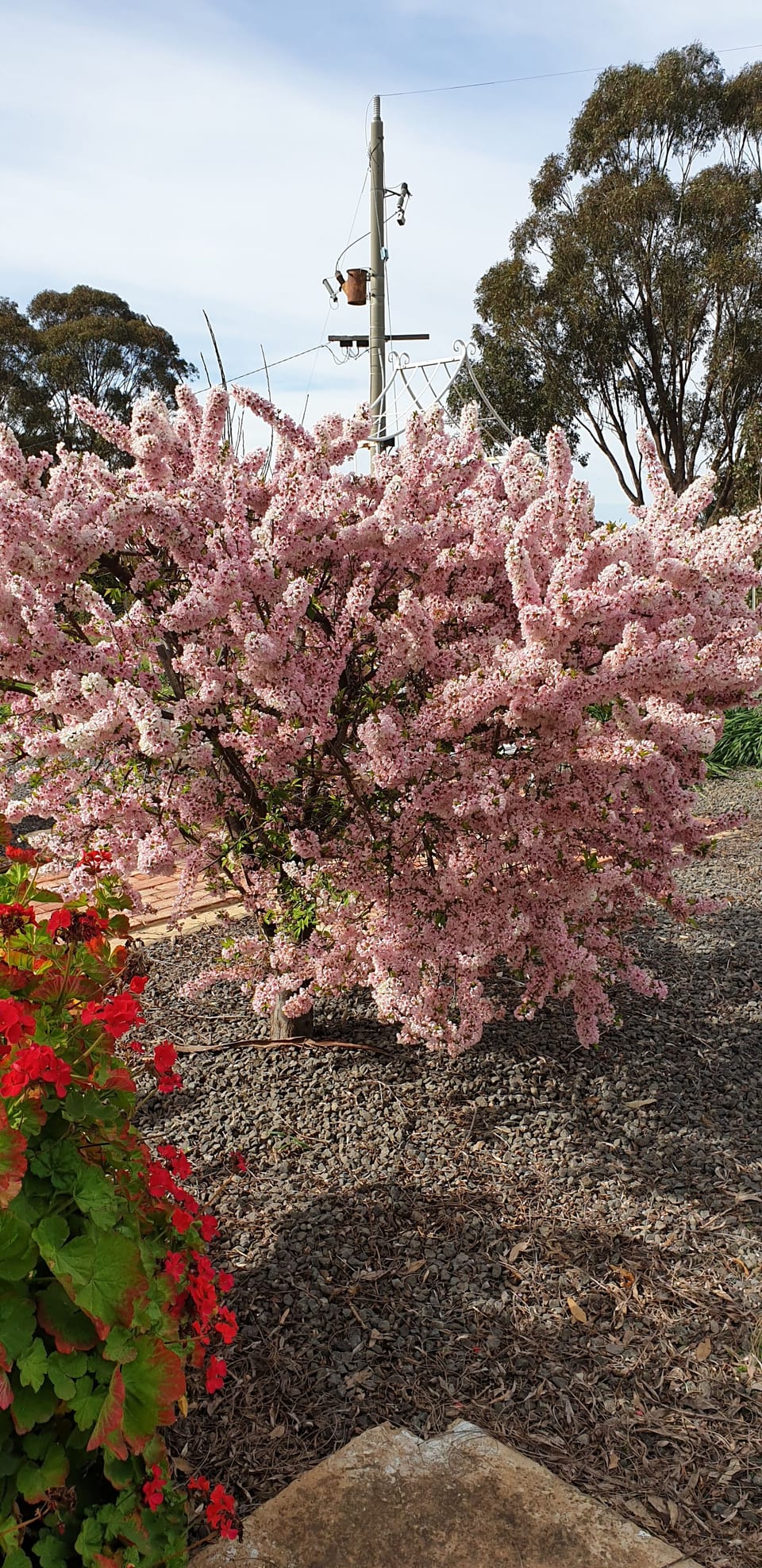 Beautiful blossom!