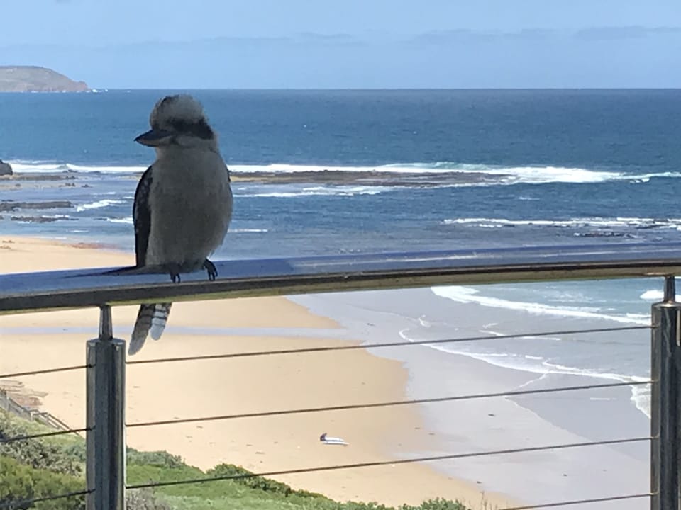 A visitor on the front balcony!