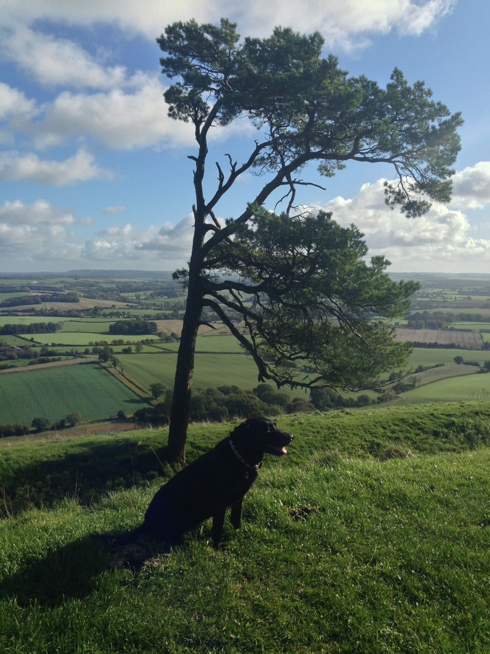 Local walk on top of Pewsey Vale