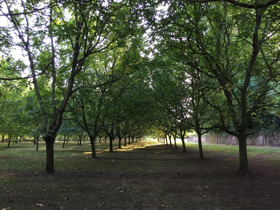 The surrounding Walnut groves