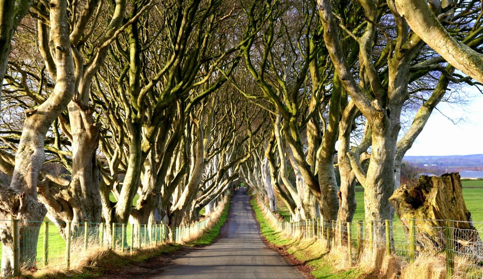 The world famous Dark Hedges are only 10 miles from Meadow cottage