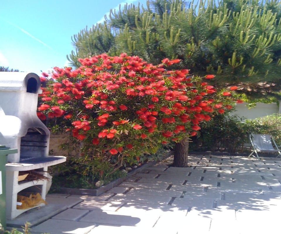 Garden, Park