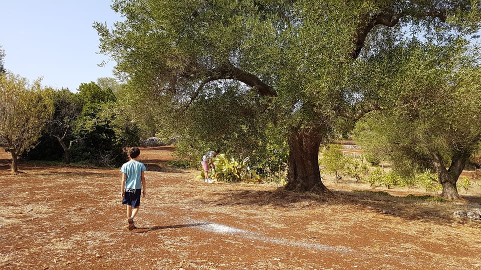olive trees   3 hectares to wander about 