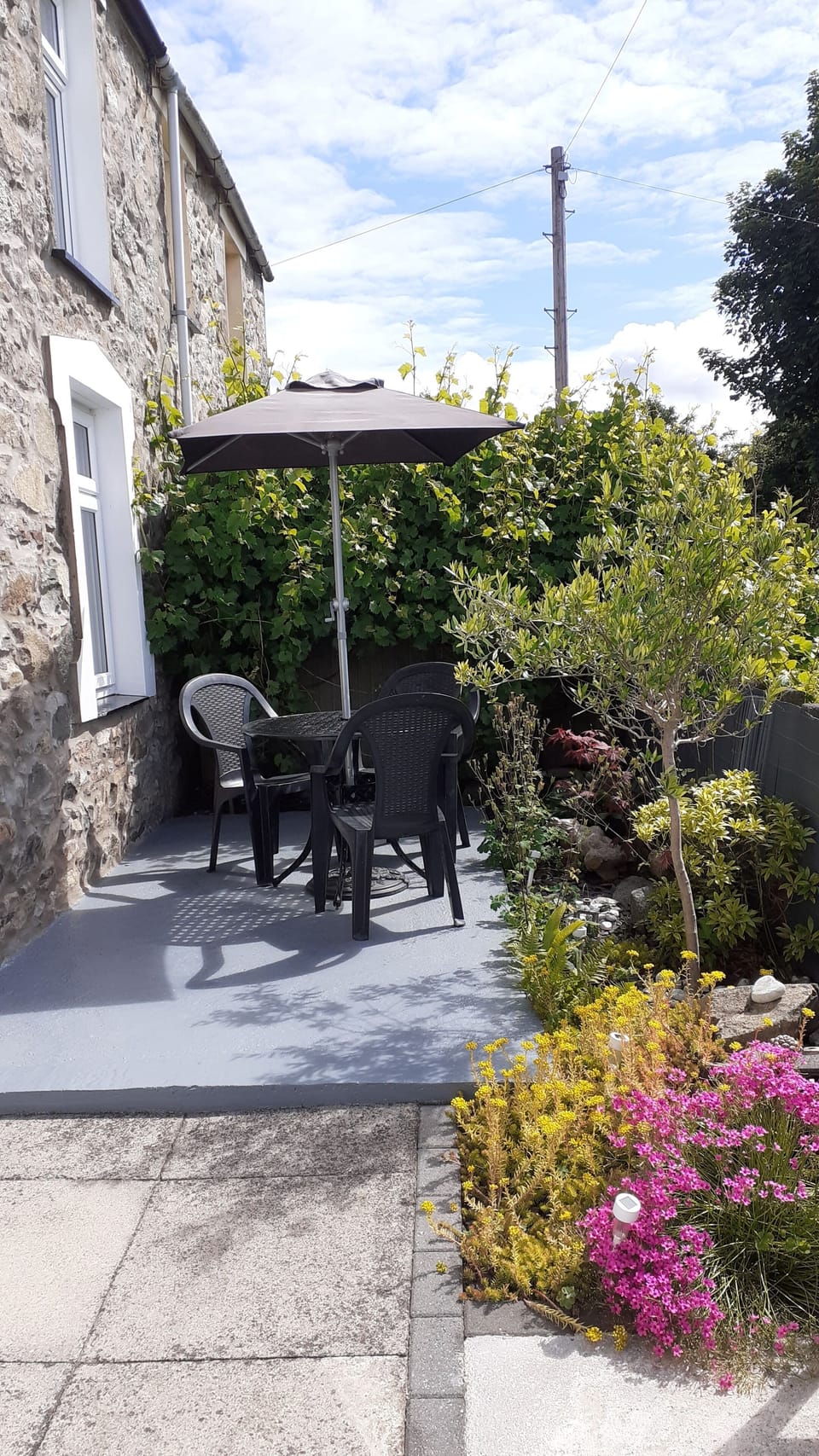 Grape vine and olive tree . Sun trap at back of cottage.