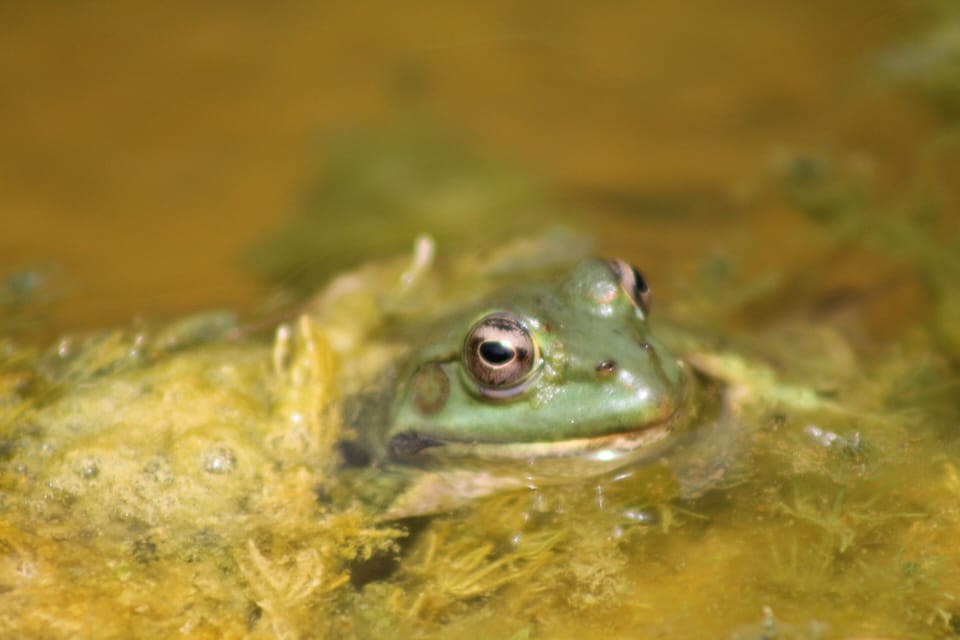 Natrual mostique catcher