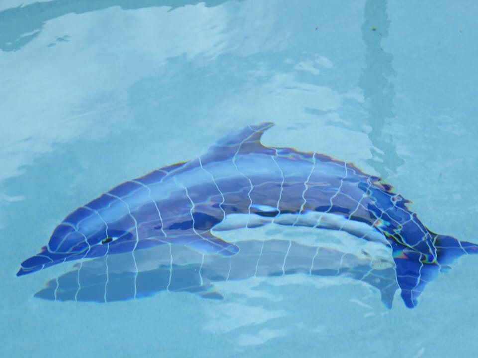 How about swimming with a friend