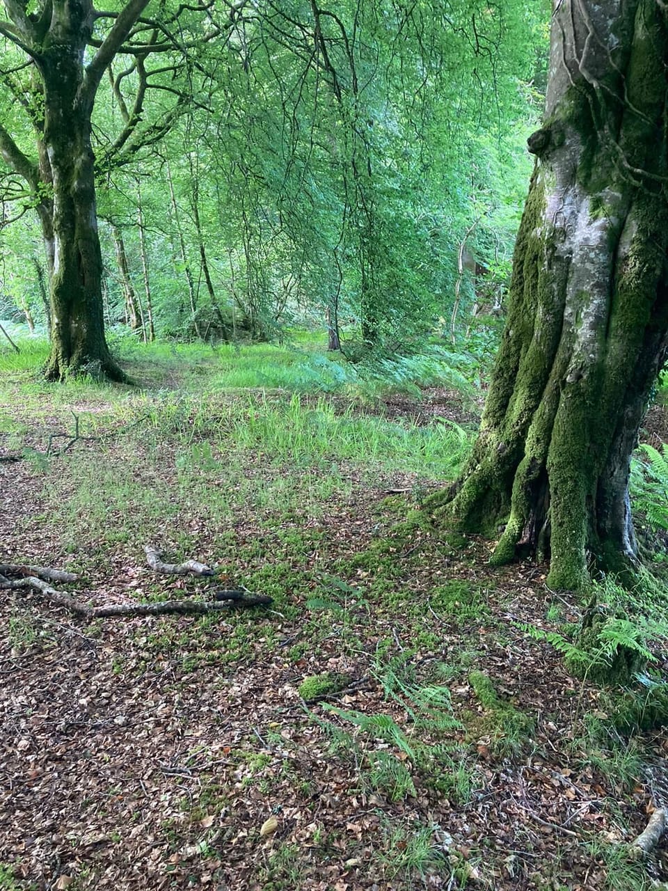 The woods at the back 