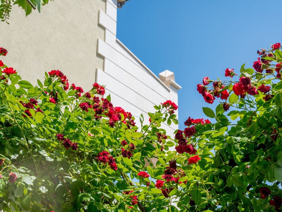 Flower, Plant, Sky, Leaf, Flowering Plant, Botany, Summer, Spring, Architecture