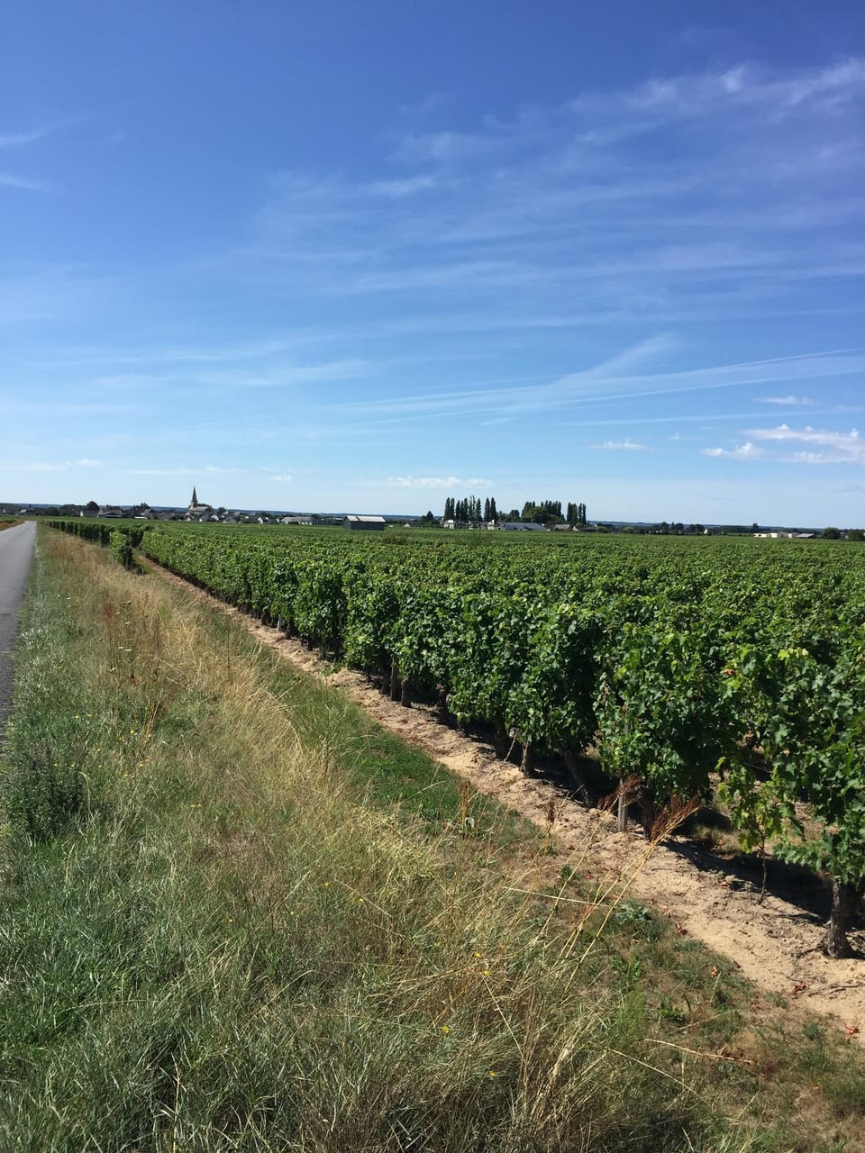 Bourgueil vineyards produce our local wine.