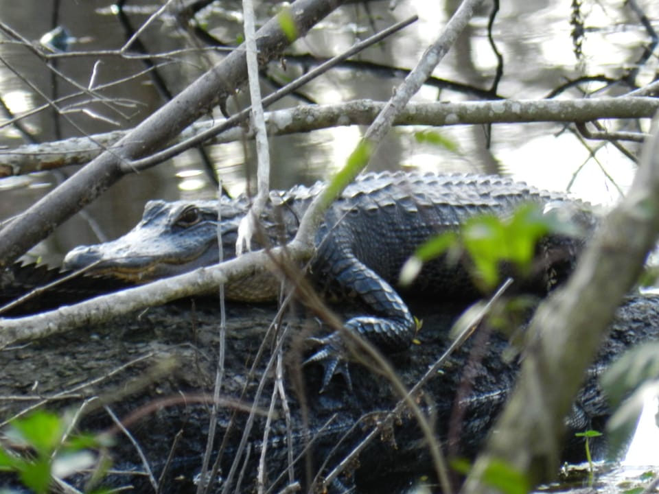 'Friendly' alligator - at a distance!