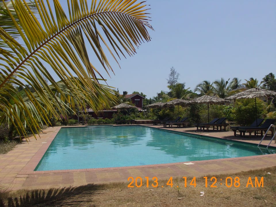 Olympic size Swimming Pool with Pool Loungers & Coconut Umbrellas
