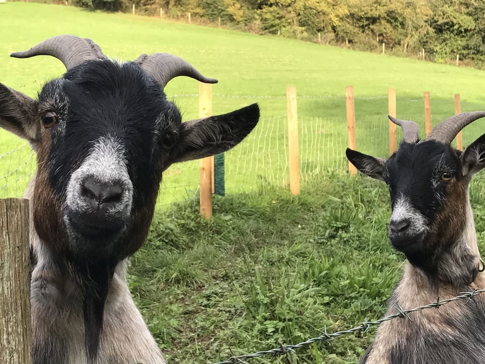 Our pet pygmy goats, Rocky & Jessie.