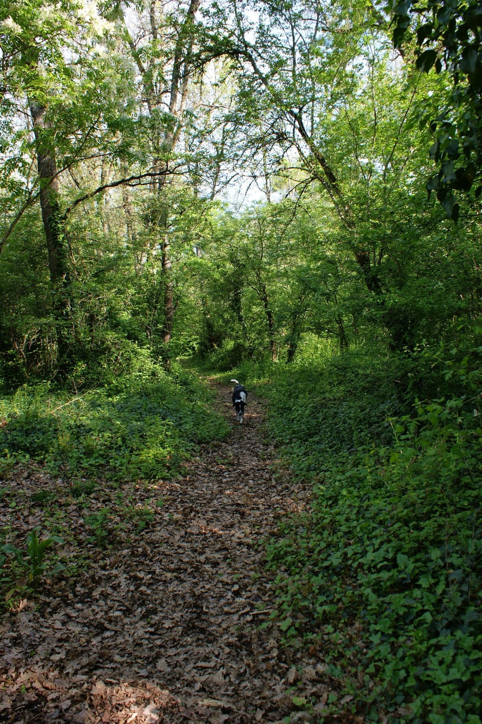 The secret woodland path