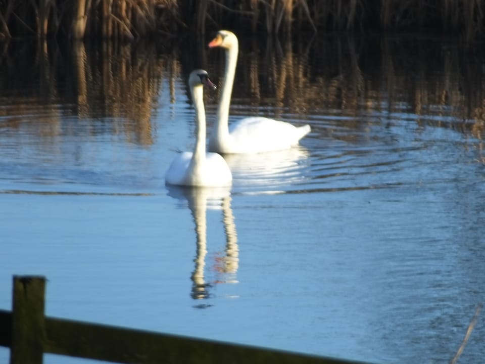 Swans visit us briefly every year for a dabble in the wildlife ponds.