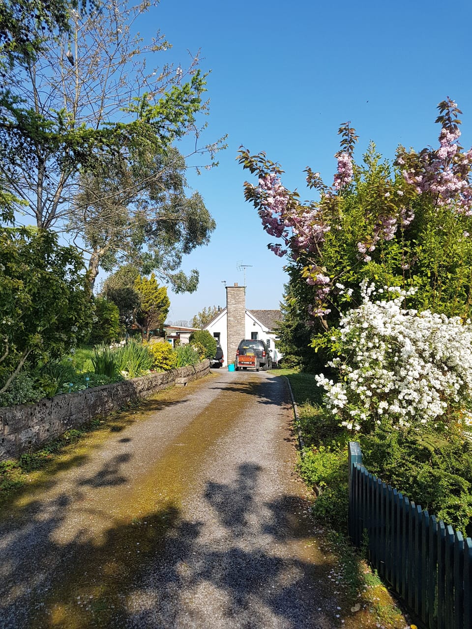 Spring time blossom 