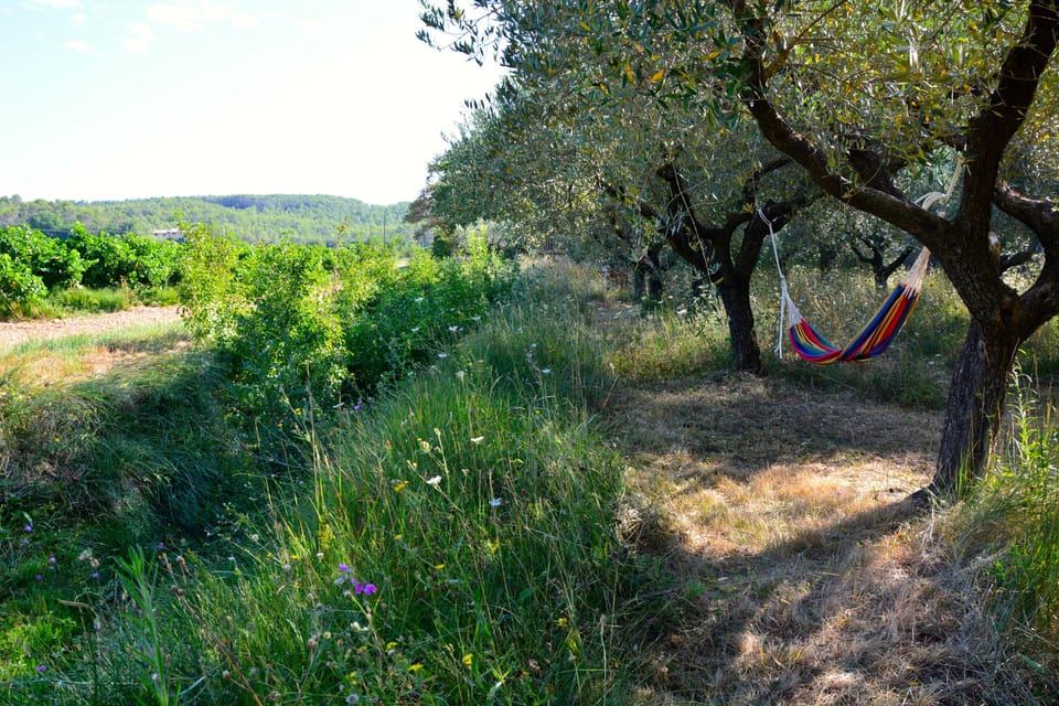 Evening sun best enjoyed from a hammock slung between the olive trees!