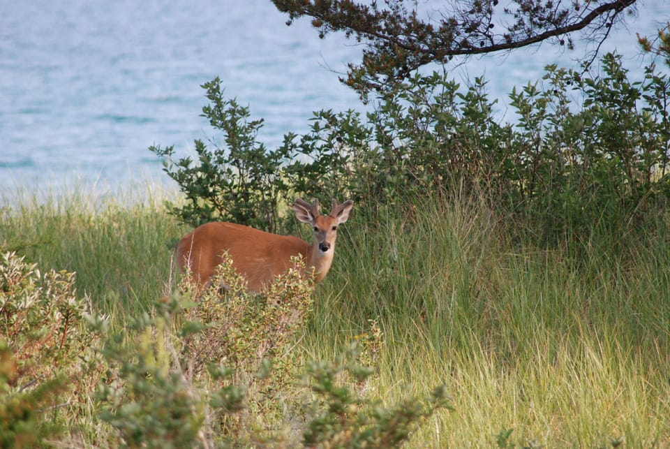 Wildlife in abundance!
