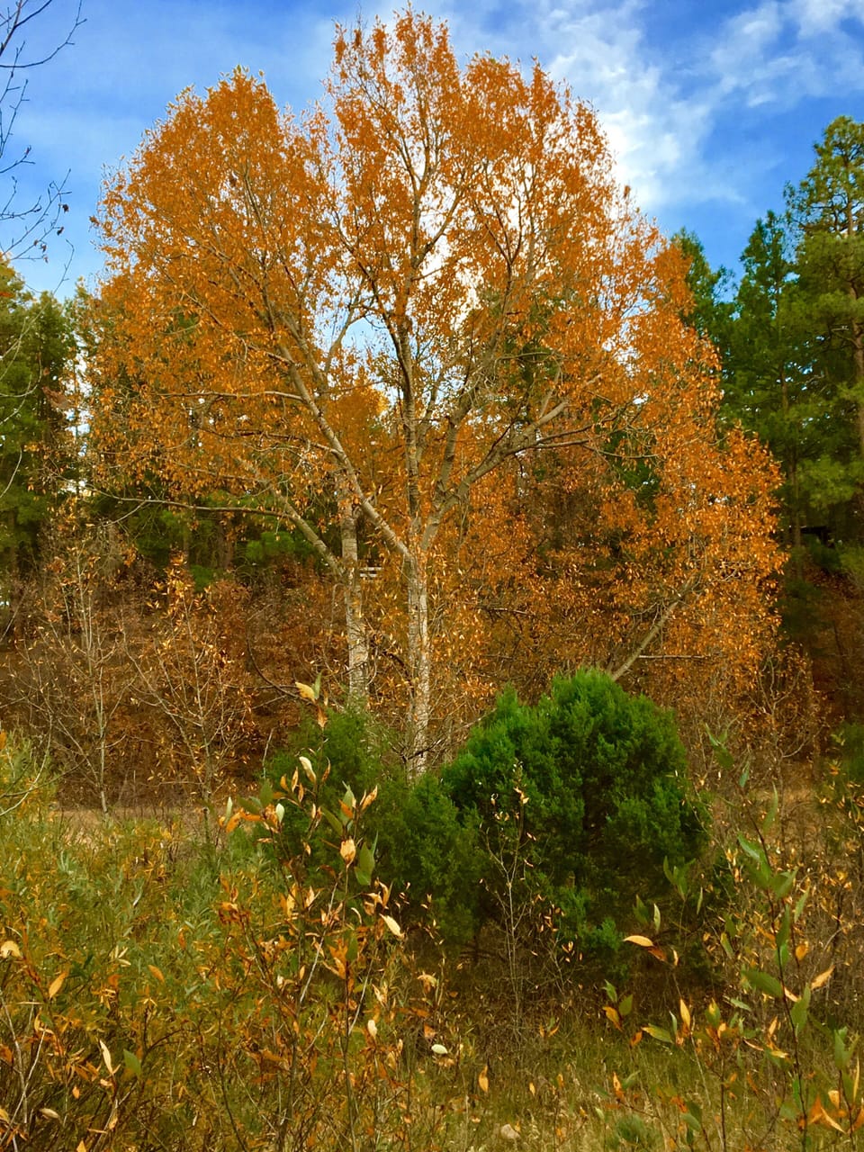 Fall Trees