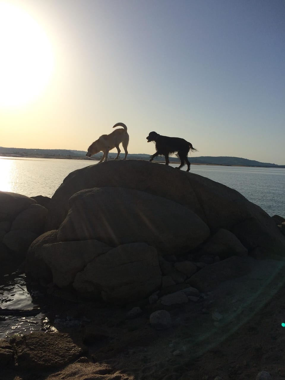 Early morning fun with the dogs at Folsom Lake.