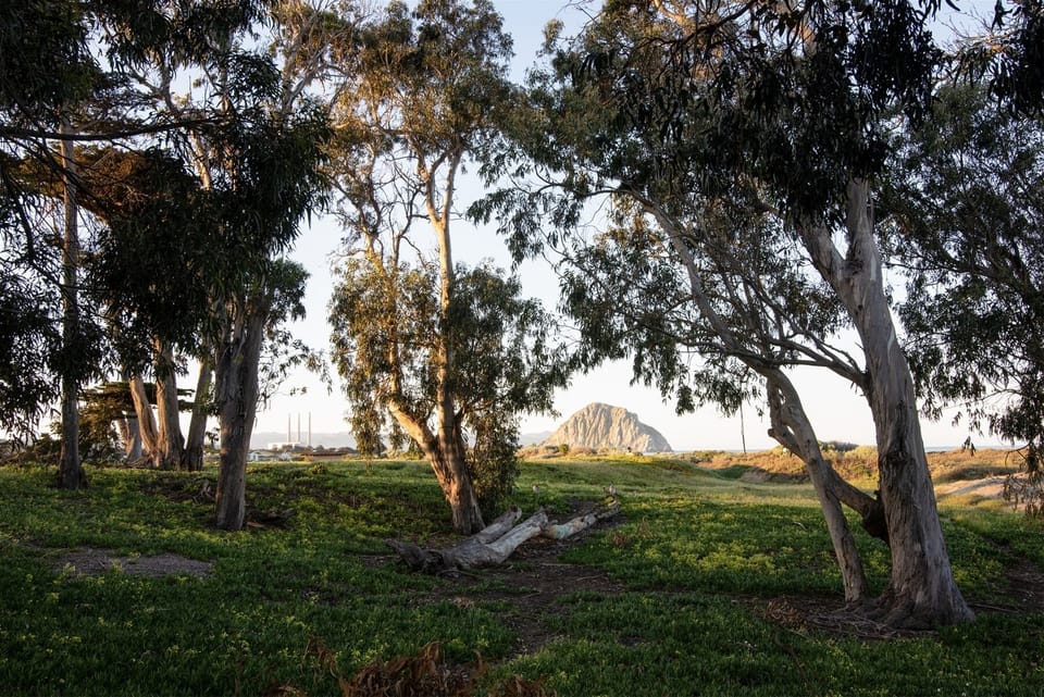 Across the street from the home is a beautiful eucalyptus grove and a path that you can take to walk to the downtown area.