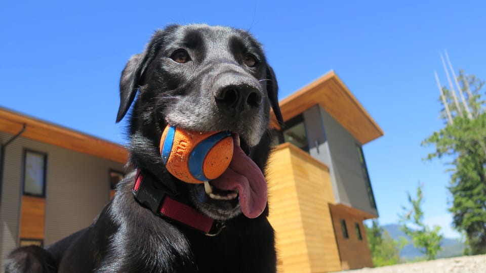 Radar is super friendly and likes to greet our guests.