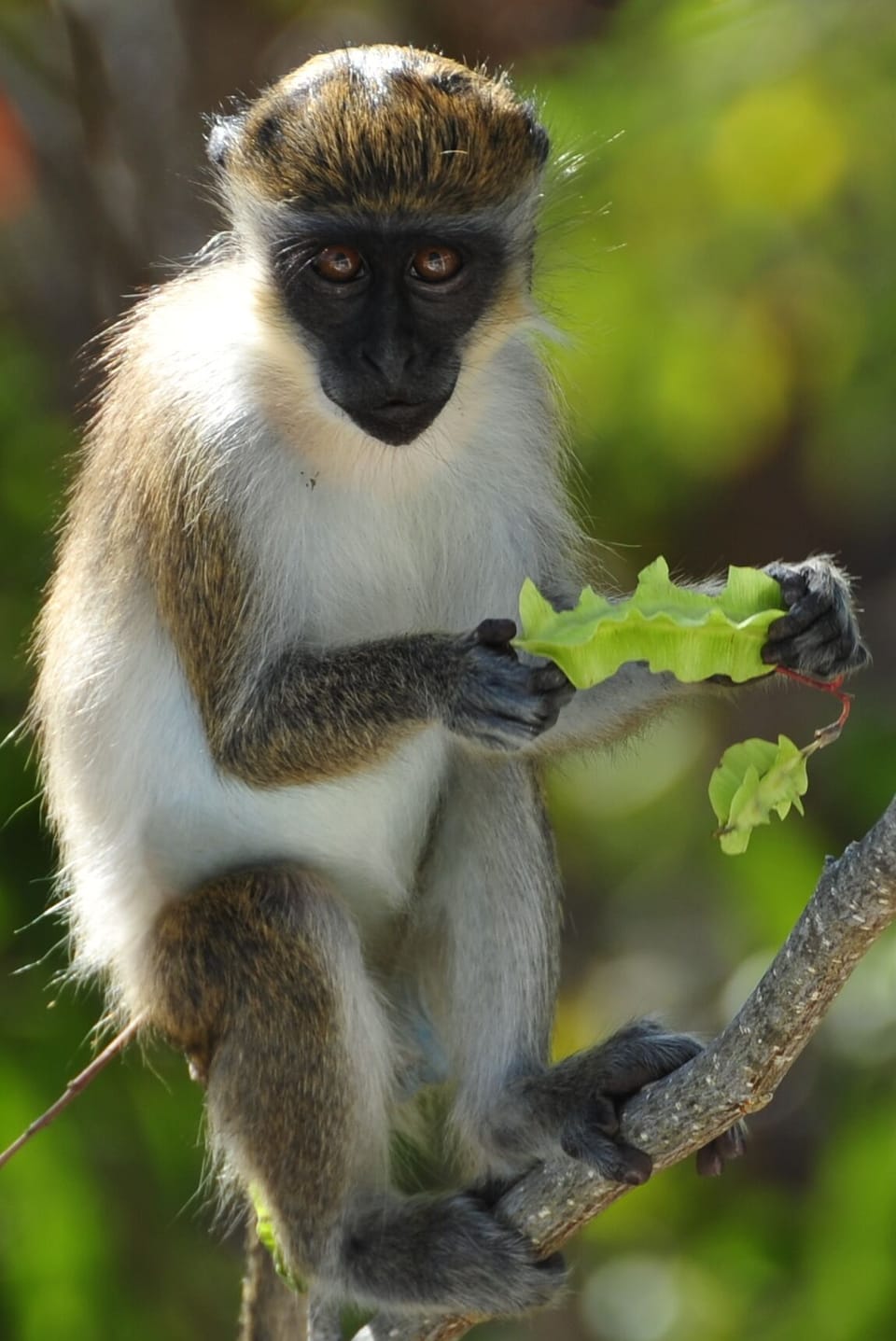 Please do not feed monkeys on the property!