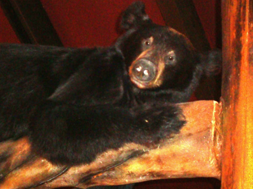 Yes...we occasionally see a bear; so don't leave a pet outside at night!