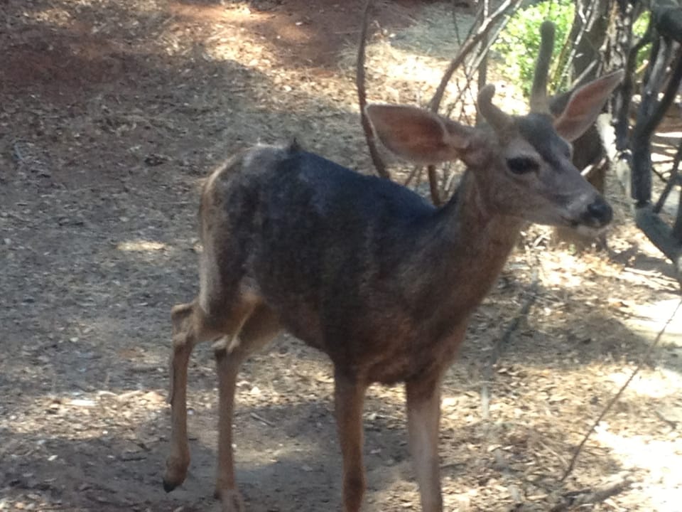 One of many deer strolling around! Don't eat my plants!